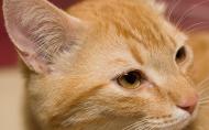 image tigervonsemmelweiss-02-jpg