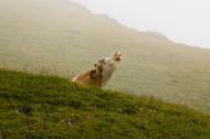 image glockner-03-jpg